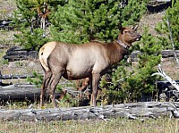 Yellowstone (27).JPG